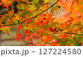 鮮やかな紅葉 鮮やかな紅葉 127224580