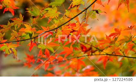 鮮やかな紅葉 鮮やかな紅葉 127224580
