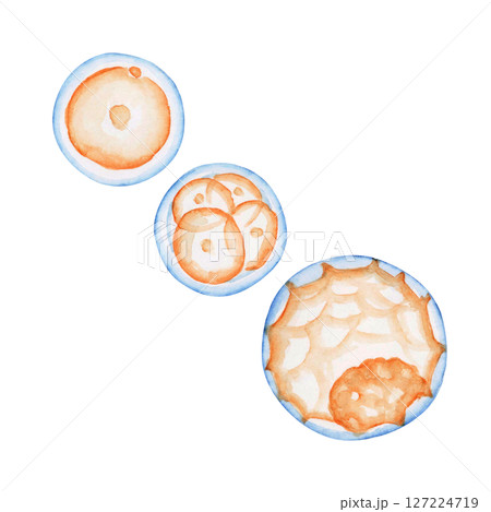 不妊 妊活 妊娠 受精卵 卵子 水彩 イラスト 不妊 妊活 妊娠 受精卵 卵子 水彩 イラスト 127224719