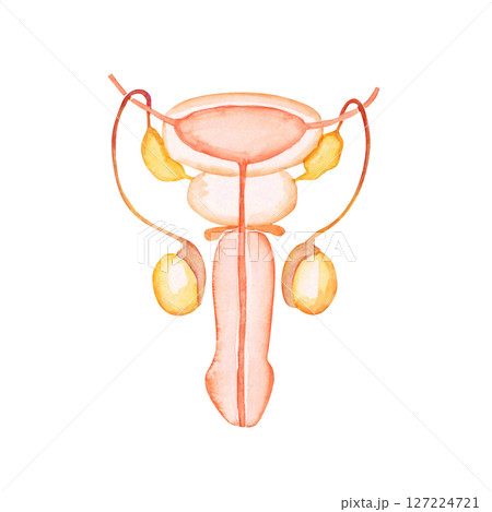 不妊 妊活　男性器 生殖器 　水彩 イラスト 127224721