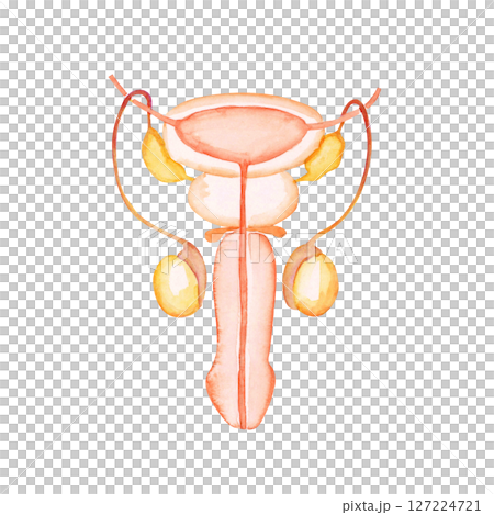 不妊 妊活　男性器 生殖器 　水彩 イラスト 127224721
