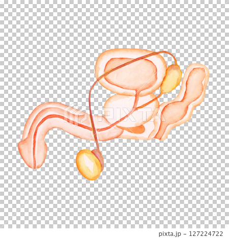 不妊 妊活　男性器 生殖器 　水彩 イラスト 127224722