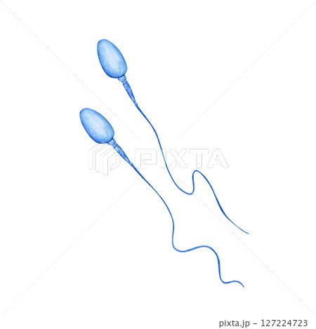 不妊 妊活　男性器 生殖器 精子 　水彩 イラスト 127224723