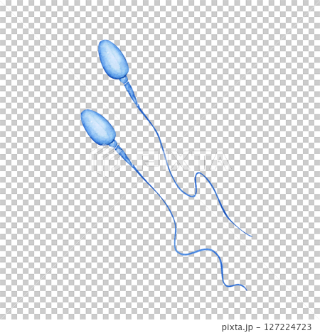 不妊 妊活　男性器 生殖器 精子 　水彩 イラスト 127224723