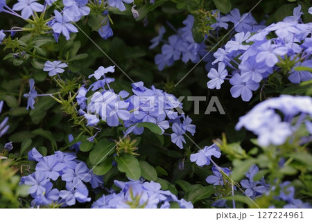 美しいブルーのルリマツリの花 127224961