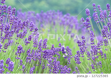 ラベンダーの花畑 127225365