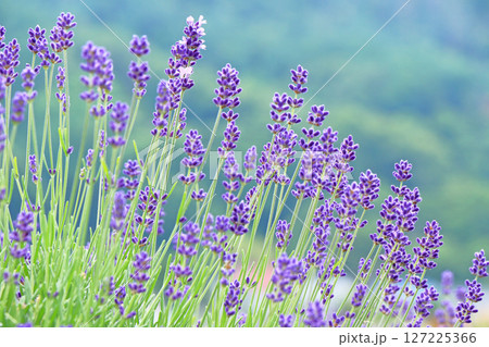 ラベンダーの花畑 ラベンダーの花畑 127225366