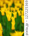 黄色い水仙に似たチューリップ 127225369