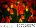 目立つ赤いチューリップ 127225370