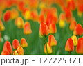 赤と黄色のチューリップ 127225371