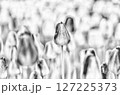 モノクロチューリップ 127225373
