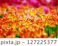 燃えるチューリップ 127225377