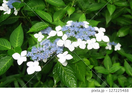 見頃なガクアジサイのアップ 127225488