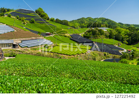 《京都府》和束町石寺の茶畑・宇治茶の産地 127225492
