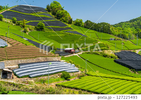 《京都府》和束町石寺の茶畑・宇治茶の産地 127225493