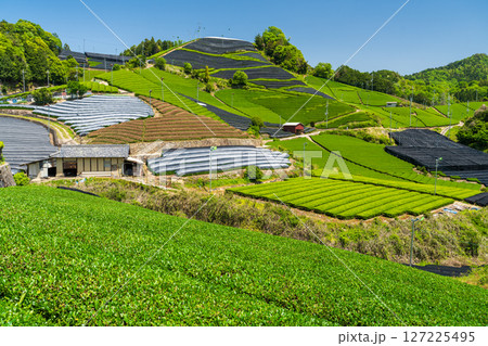 《京都府》和束町石寺の茶畑・宇治茶の産地 《京都府》和束町石寺の茶畑・宇治茶の産地 127225495