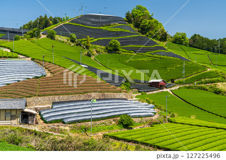 《京都府》和束町石寺の茶畑・宇治茶の産地 《京都府》和束町石寺の茶畑・宇治茶の産地 127225496
