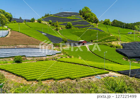 《京都府》和束町石寺の茶畑・宇治茶の産地 《京都府》和束町石寺の茶畑・宇治茶の産地 127225499