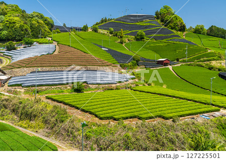 《京都府》和束町石寺の茶畑・宇治茶の産地 127225501