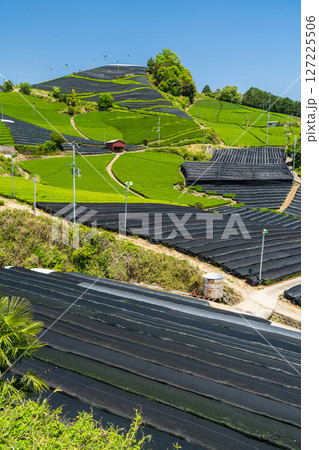 《京都府》和束町石寺の茶畑・宇治茶の産地 127225506
