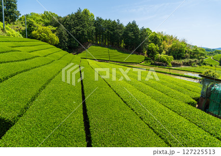 《京都府》和束町石寺の茶畑・宇治茶の産地 127225513