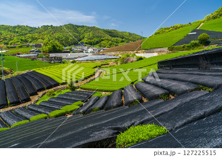《京都府》和束町石寺の茶畑・宇治茶の産地 127225515