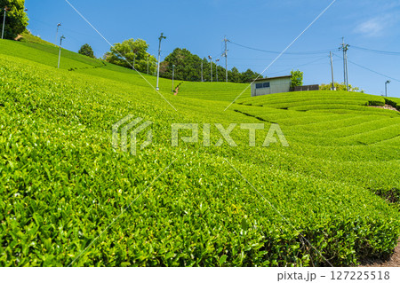 《京都府》和束町石寺の茶畑・宇治茶の産地 127225518