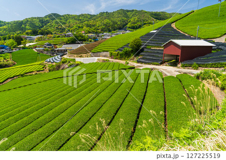《京都府》和束町石寺の茶畑・宇治茶の産地 127225519