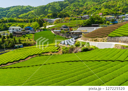 《京都府》和束町石寺の茶畑・宇治茶の産地 《京都府》和束町石寺の茶畑・宇治茶の産地 127225520