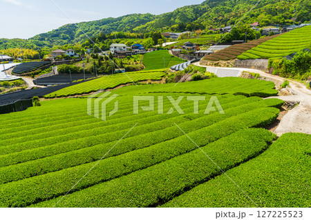《京都府》和束町石寺の茶畑・宇治茶の産地 《京都府》和束町石寺の茶畑・宇治茶の産地 127225523