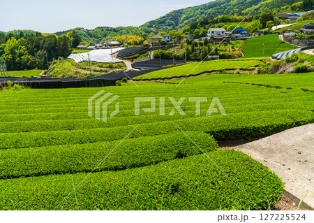 《京都府》和束町石寺の茶畑・宇治茶の産地 《京都府》和束町石寺の茶畑・宇治茶の産地 127225524