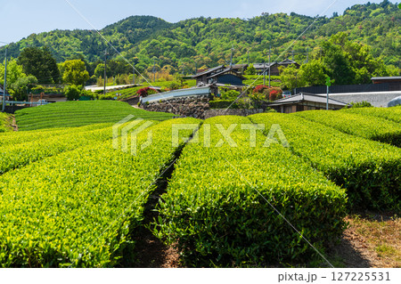 《京都府》和束町石寺の茶畑・宇治茶の産地 127225531