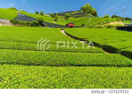 《京都府》和束町石寺の茶畑・宇治茶の産地 《京都府》和束町石寺の茶畑・宇治茶の産地 127225532