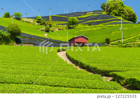 《京都府》和束町石寺の茶畑・宇治茶の産地 127225533
