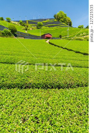 《京都府》和束町石寺の茶畑・宇治茶の産地 127225535