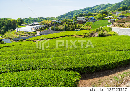 《京都府》和束町石寺の茶畑・宇治茶の産地 《京都府》和束町石寺の茶畑・宇治茶の産地 127225537