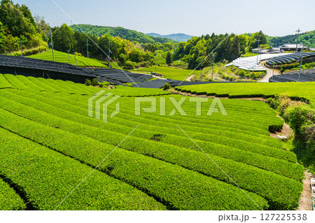 《京都府》和束町石寺の茶畑・宇治茶の産地 《京都府》和束町石寺の茶畑・宇治茶の産地 127225538