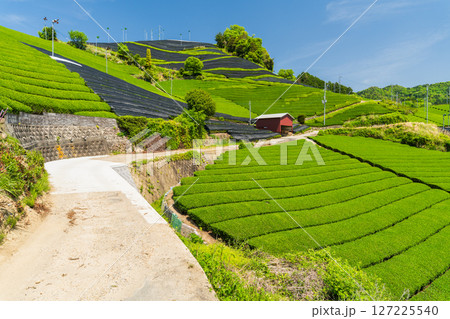 《京都府》和束町石寺の茶畑・宇治茶の産地 127225540
