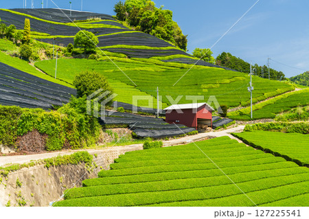 《京都府》和束町石寺の茶畑・宇治茶の産地 《京都府》和束町石寺の茶畑・宇治茶の産地 127225541