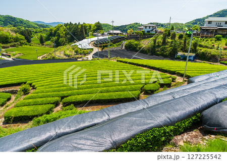 《京都府》和束町石寺の茶畑・宇治茶の産地 127225542