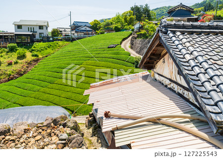 《京都府》和束町石寺の茶畑・宇治茶の産地 127225543