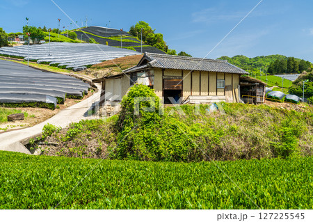 《京都府》和束町石寺の茶畑・宇治茶の産地 《京都府》和束町石寺の茶畑・宇治茶の産地 127225545