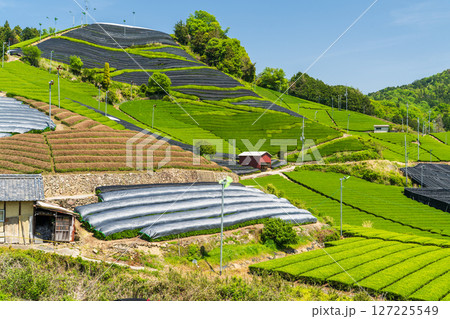 《京都府》和束町石寺の茶畑・宇治茶の産地 《京都府》和束町石寺の茶畑・宇治茶の産地 127225549