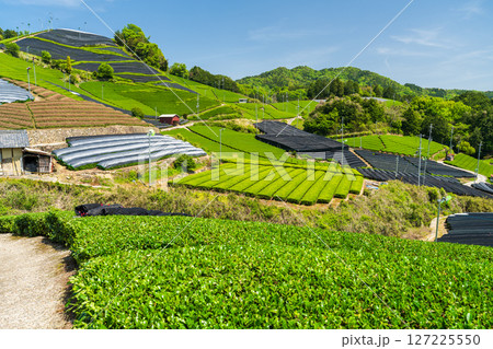 《京都府》和束町石寺の茶畑・宇治茶の産地 127225550