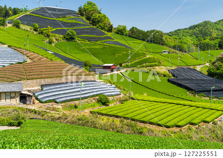 《京都府》和束町石寺の茶畑・宇治茶の産地 《京都府》和束町石寺の茶畑・宇治茶の産地 127225551