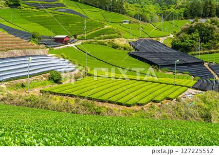 《京都府》和束町石寺の茶畑・宇治茶の産地 《京都府》和束町石寺の茶畑・宇治茶の産地 127225552