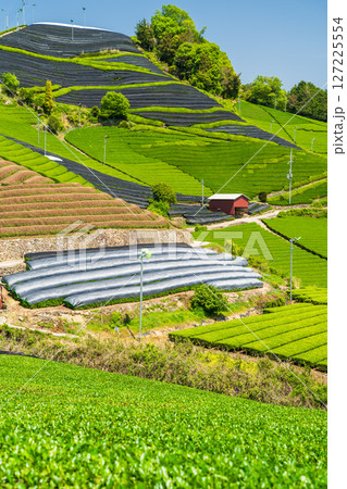 《京都府》和束町石寺の茶畑・宇治茶の産地 《京都府》和束町石寺の茶畑・宇治茶の産地 127225554