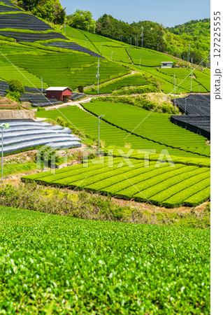 《京都府》和束町石寺の茶畑・宇治茶の産地 127225555