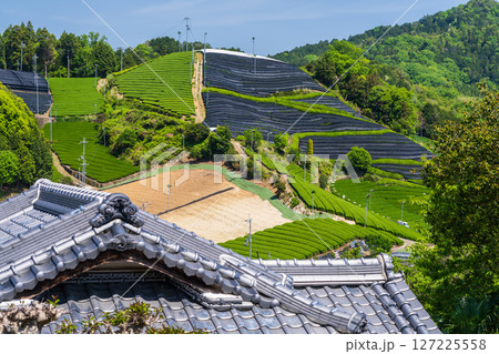 《京都府》和束町石寺の茶畑・宇治茶の産地 127225558