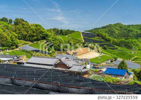《京都府》和束町石寺の茶畑・宇治茶の産地 127225559
